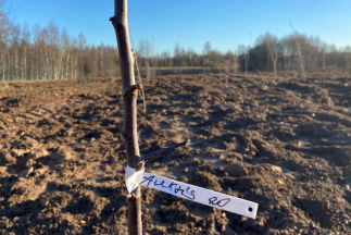 Vilhelma Purvīša dzimtajās mājās iestādītas ābeles